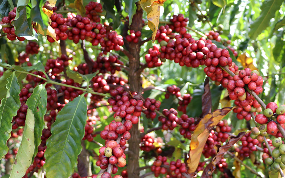 REGIOES VS2 Matas de Rondônia — Casa Brasil Coffees