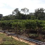 Emater-RO e Produtor de Teixeirópolis apresentam tecnologia para o café clonal