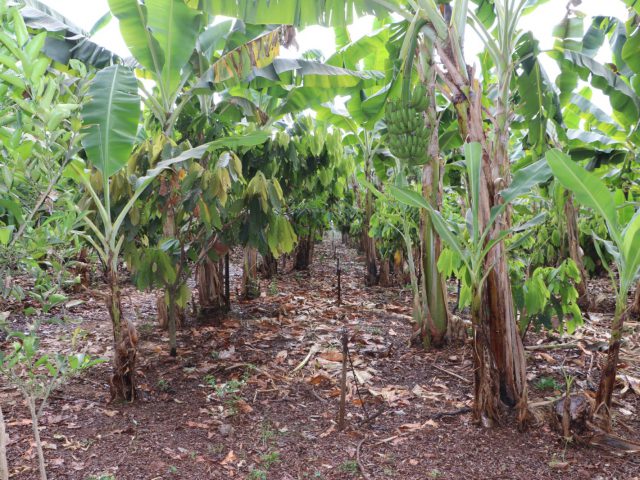 Sustentabilidade no campo: Emater-RO integra plano de ação do governo estadual para reduzir emissão de carbono na agropecuária de Rondônia