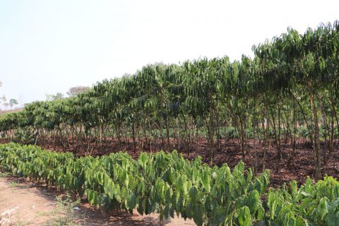 Investimento do governo estadual em Cacoal fortalece o setor agropecuário e promove crescimento econômico da região