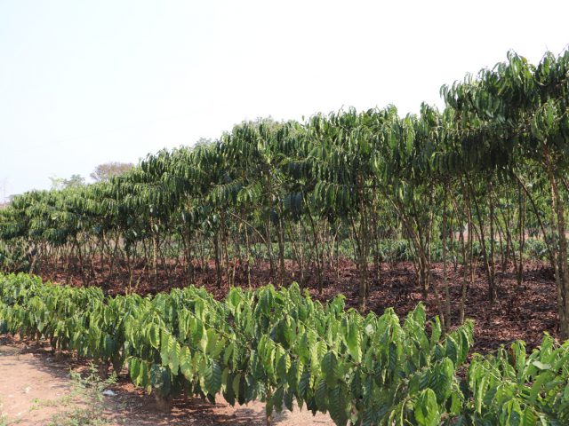 Investimento do governo estadual em Cacoal fortalece o setor agropecuário e promove crescimento econômico da região