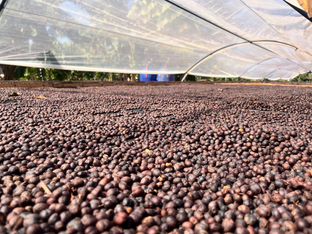 Criado dentro da lavoura de café, o produtor Altivo Berdes, vencedor do 9º Concurso de Qualidade e Sustentabilidade do Café de Rondônia (Concafé) conta sua história, a experiência da cidade e o retorno para o campo.