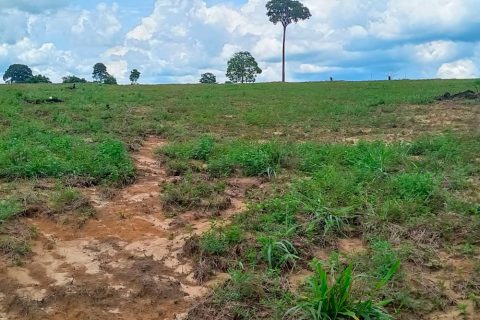 Recuperação de áreas degradadas para cultivo de café e capacitação rural em Machadinho