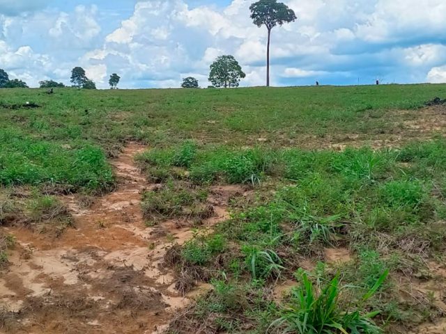 Recuperação de áreas degradadas para cultivo de café e capacitação rural em Machadinho