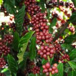 Rondônia alcança recorde histórico de exportação de café com mais de 35 mil toneladas em 2024