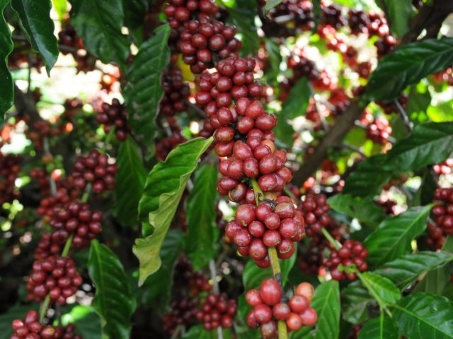 Rondônia alcança recorde histórico de exportação de café com mais de 35 mil toneladas em 2024