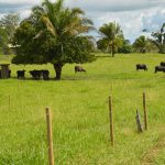 Assistência técnica e tecnologia transformam a realidade da agricultura familiar de Rondônia